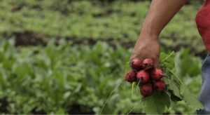 Se abre convocatoria para entregar maquinaria y capital semilla en Cundinamarca