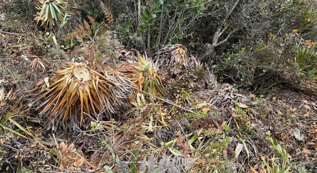Tala ilegal en Cundinamarca: arrasaron con lo equivalente a una cancha de fútbol