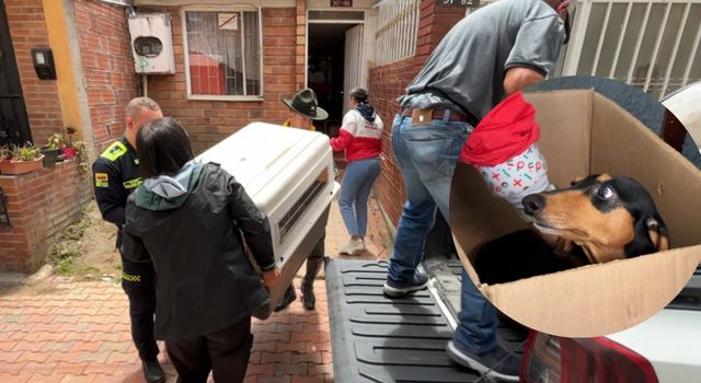 Animales rescatados en Soacha, estaban encerrados y en condiciones deplorables