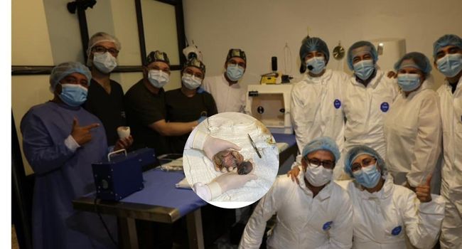 Nace Ámbar, la tercera cría de cóndor andino con métodos artificiales