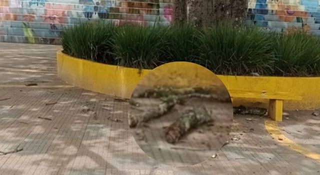 Tragedia: rama le cayó encima a una bebé en un parque de Cundinamarca
