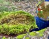 Autoridades ambientales alertan por uso de musgo en temporada navideña