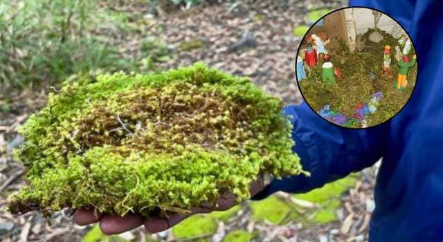 Autoridades ambientales alertan por uso de musgo en temporada navideña