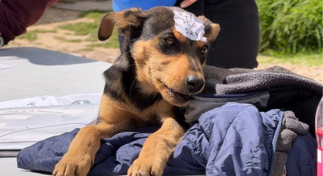 Aumenta esterilización de animales en Soacha con la estrategia Liga Xua Pet