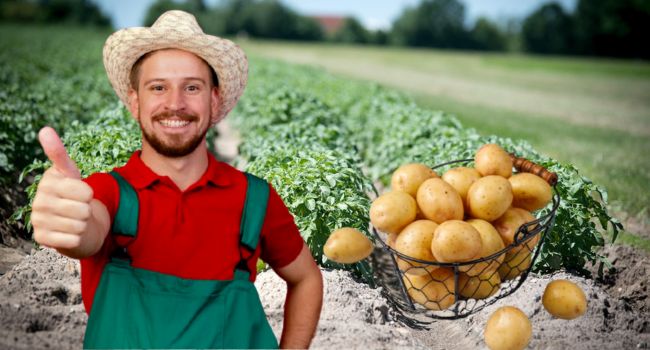 La papa criolla de Soacha tiene más vida útil que otras en Colombia por innovador cruce genético