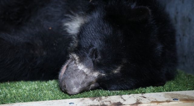 Oso andino murió cuando regresaba a su hábitat tras permanecer en un largo proceso de rehabilitación