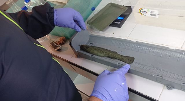 Pez símbolo del río Bogotá se resiste a desaparecer, entidades trabajan en su conservación