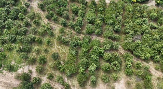 Plantan más de 320 mil árboles en Cundinamarca para recudir la temperatura y recuperar el suelo