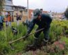 Acciones de poda y riego buscan proteger la biodiversidad urbana en Engativá