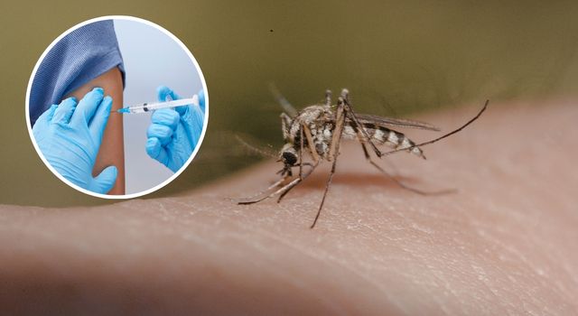 Brote de fiebre amarilla en Tolima prende alarmas en toda la región: estas son las nuevas medidas