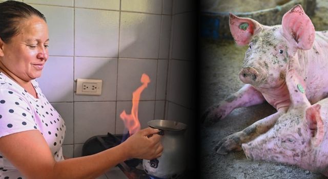 Gas gratuito y sostenible: la apuesta que está transformando el campo en Cundinamarca