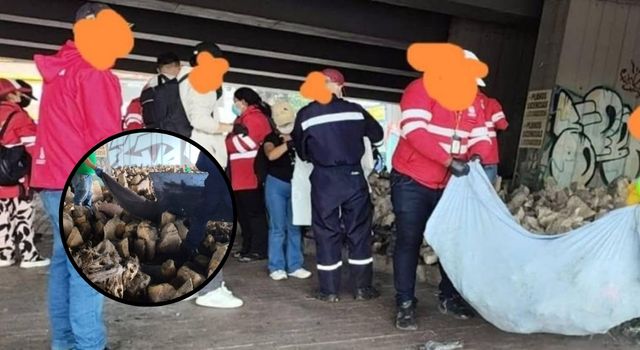 Hallazgo inesperado en Bogotá: restos de animales despiertan alerta entre autoridades