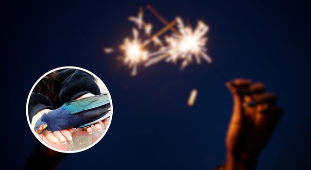 Más de mil reportes por afectaciones a animales dejó la pólvora en Bogotá