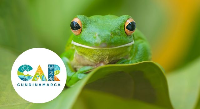 Rescatados del tráfico ilegal: así fue la liberación de decenas de animales en Cundinamarca