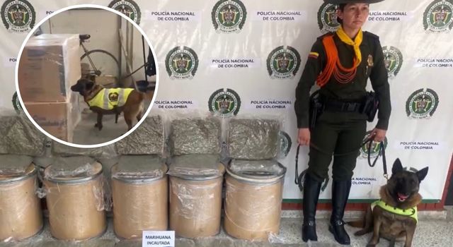 VIDEO | Golpe al microtráfico en Cundinamarca: canina antinarcóticos destapa cargamento oculto