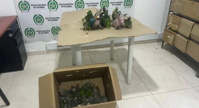 Golpe al tráfico de fauna en Cundinamarca: incautan 27 loros transportados en moto