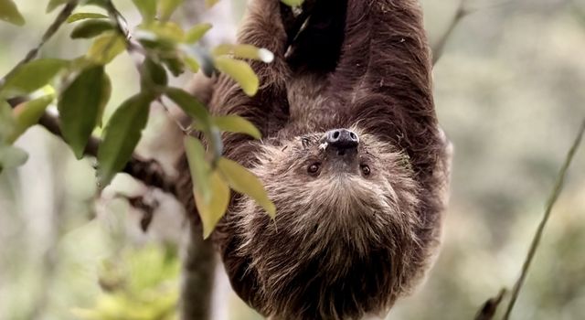 Tráfico de fauna en Cundinamarca: lo que encontraron en operativos en Sumapaz