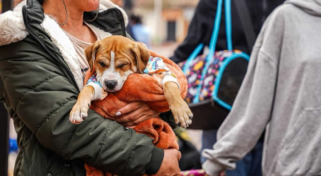 Las esterilizaciones en Soacha son gratuitas y cuentan con el apoyo del IPYBAC. La meta es llegar a 5 mil intervenciones.