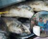 Evite intoxicaciones: esto debe saber antes de comprar pescado en Bogotá