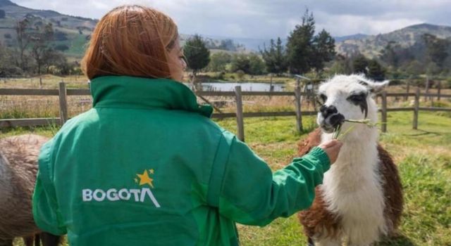 Fin a la explotación animal: la medida que transformará el espacio público en Bogotá