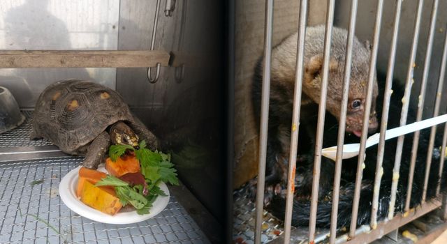 Operativos contra el tráfico de fauna dejan varios animales rescatados en Cundinamarca