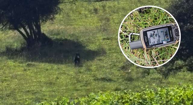 Autoridades piden calma tras avistamiento de oso andino en este municipio cerca de Bogotá