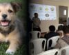 Avanza la estrategia para mejorar la atención de maltrato animal en Cundinamarca