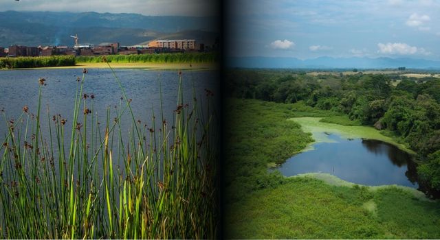 Carrera contra el tiempo: así buscan salvar humedales en Cundinamarca