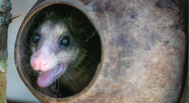 Cundinamarca fortalece protección de animales con 42 intervenciones ciudadanas