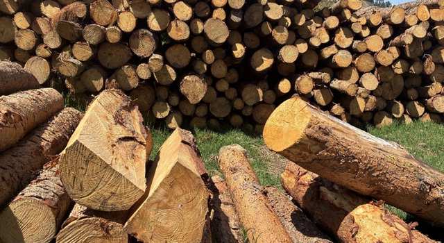 Deforestación sin control en la cuenca alta del río Bogotá: esto encontró la CAR