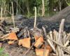 Destrucción ambiental en Beltrán: esto hallaron en bosque seco tropical