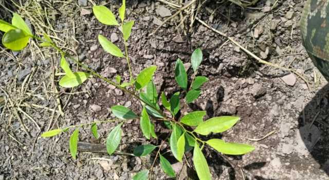 Golpe a cultivos ilícitos: erradican zona de producción en Cundinamarca