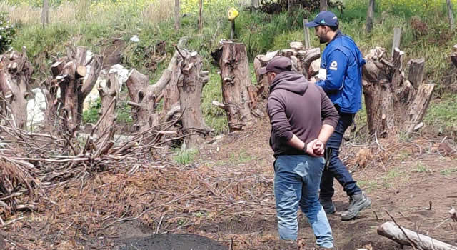 Según las autoridades, se frenó tala ilegal de madera porque, al parecer, pretendían continuar tumbando árboles.