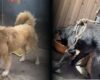 Indignante caso en Bogotá: rescatan cinco perros en condiciones de maltrato