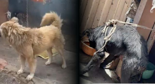 Indignante caso en Bogotá: rescatan cinco perros en condiciones de maltrato