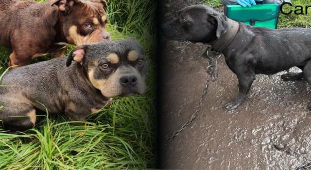 Maltrato animal en Ciudad Bolívar: esto hallaron durante operativo