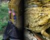 Así regresaron a la libertad más de 100 animales silvestres en Cundinamarca y Bogotá