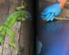 Encuentran animales silvestres en casas de Cundinamarca: ya van más de 100 rescates en 2026