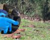 Ibis negros están colonizando zonas urbanas de Cundinamarca, hay alerta
