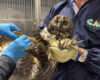 Aves, reptiles y mamíferos, entre las especies de fauna silvestre más afectadas por su presencia en entornos urbanos del departamento.