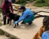 Capturan a mujer en Cundinamarca por presunto maltrato animal: hallaron más de 300 perros hacinados