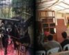 Peleas de perros en La Calera: juez condenó a 13 personas, incluidos nueve extranjeros