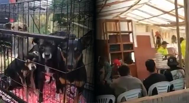 VIDEO | Peleas de perros en La Calera: juez condenó a 13 personas, incluidos nueve extranjeros
