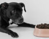 La importancia de la proteína en cachorros