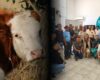 Buenas noticias para los ganaderos de Cundinamarca: arrancó plan que beneficiará a 1.000 fincas
