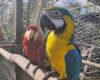 Del tráfico ilegal a la libertad: así fue el regreso de 23 loros rescatados en Cundinamarca por la CAR