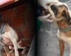 Denuncia salvó a un perro que vivía amarrado, sin agua y en malas condiciones en Bogotá