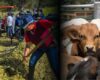 ¿Vienen tiempos de vacas flacas? Este es el plan de Cundinamarca para proteger al ganado