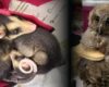 21 animales silvestres fueron rescatados en Cundinamarca: estas son las especies encontradas