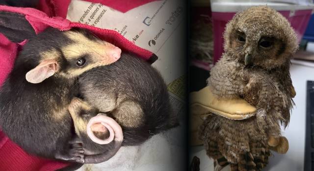 21 animales silvestres fueron rescatados en Cundinamarca: estas son las especies encontradas